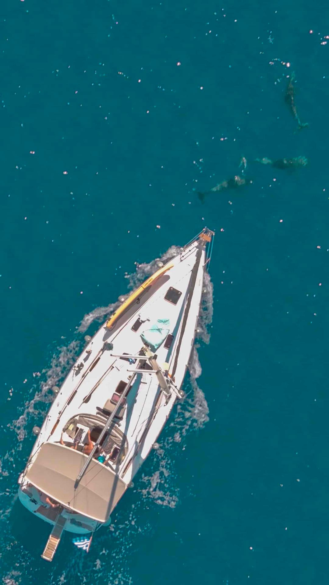 Portrait aerial of a sailing yacht under way on teal water with several dolphins swimming ahead of the bow, from our Blue Lagoon Vourvourou sailing guide